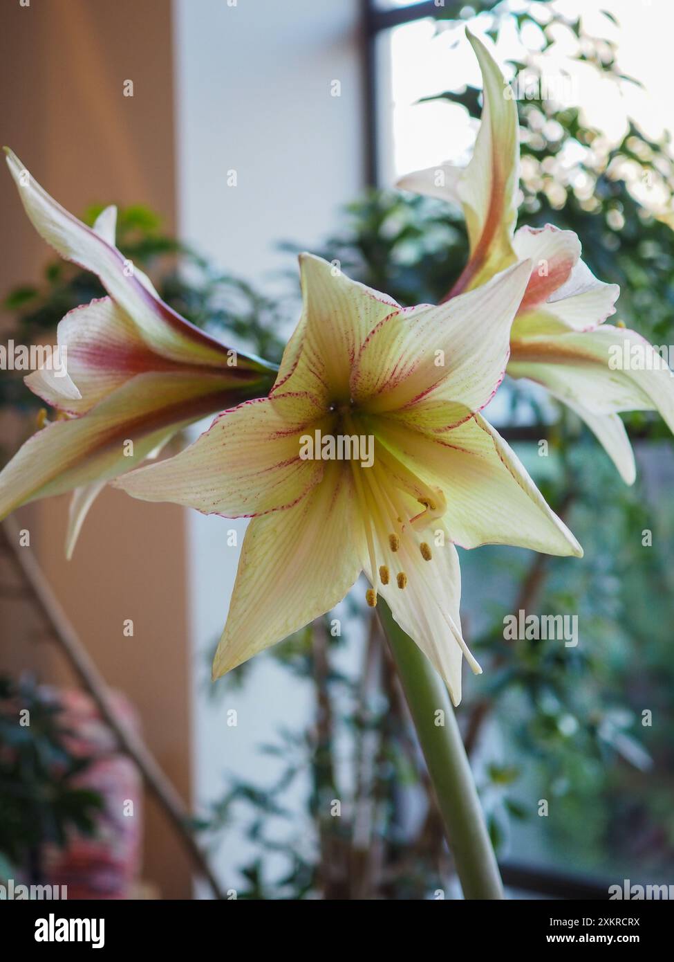 Hippeastrum sonatini hi-res stock photography and images - Alamy