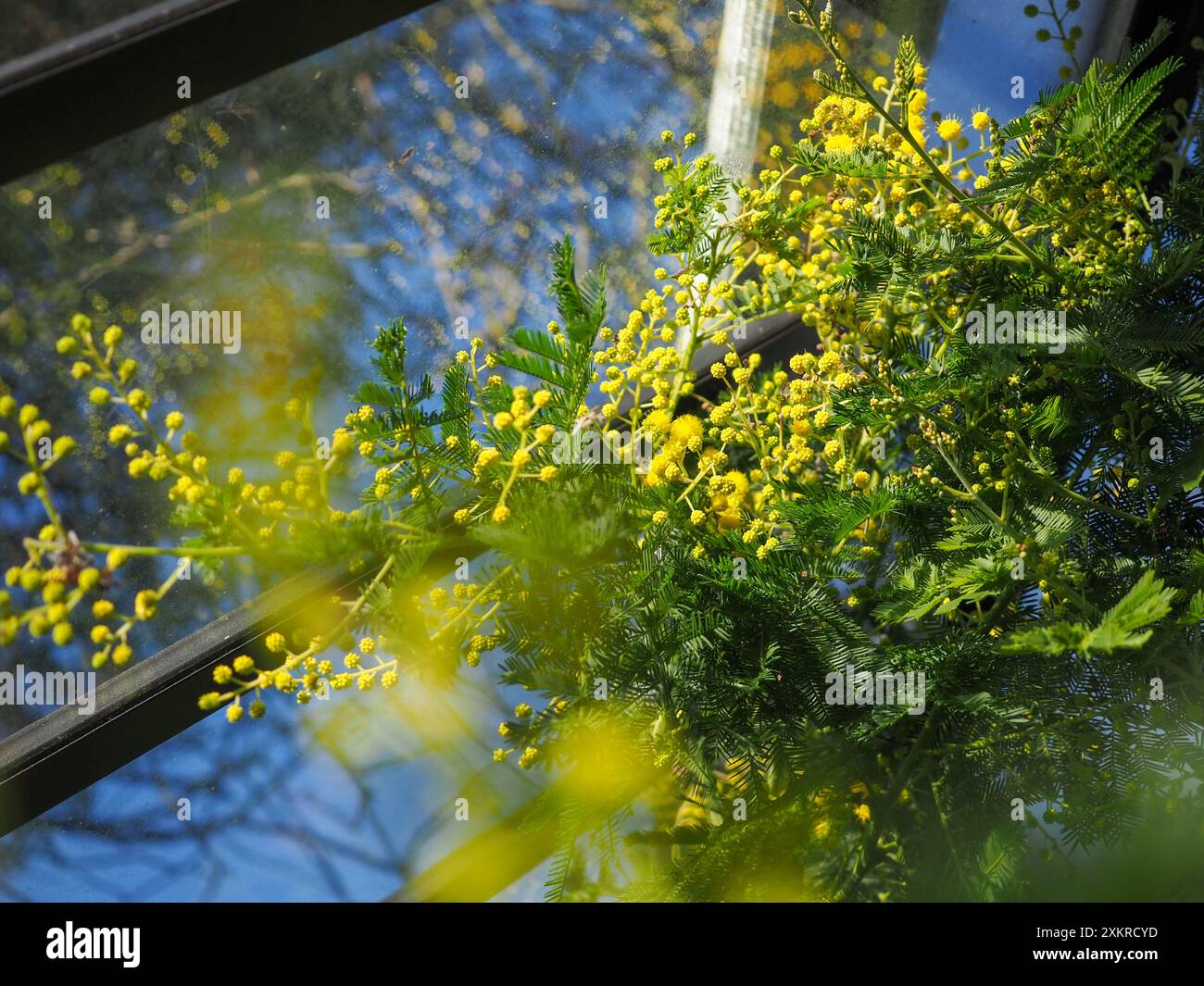 Looking up at a yellow Acacia dealbata (mimosa tree) plant growing in a greenhouse in winter on a sunny day with blue sky behind it Stock Photo