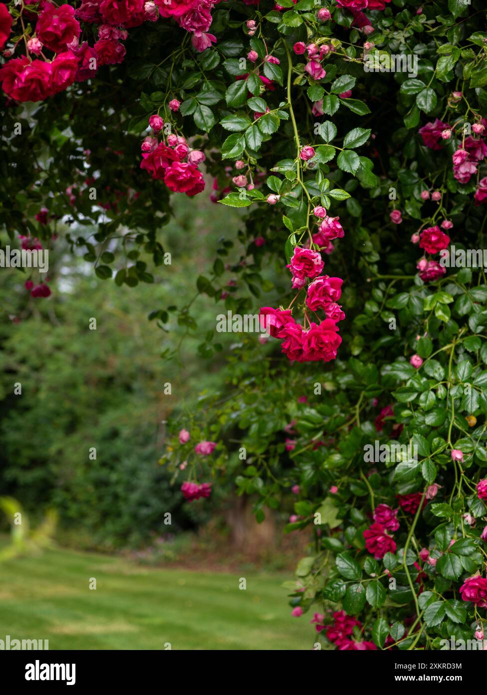 Cascadng Roses Rosa 'Crimson Shower' hanging from a garden support arch; a rambling ...