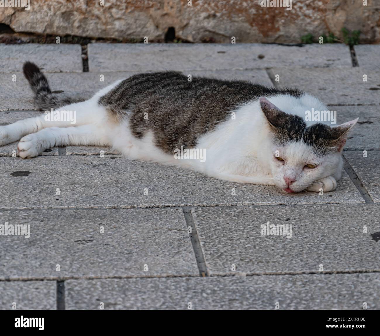 Cat resting on the street Stock Photo