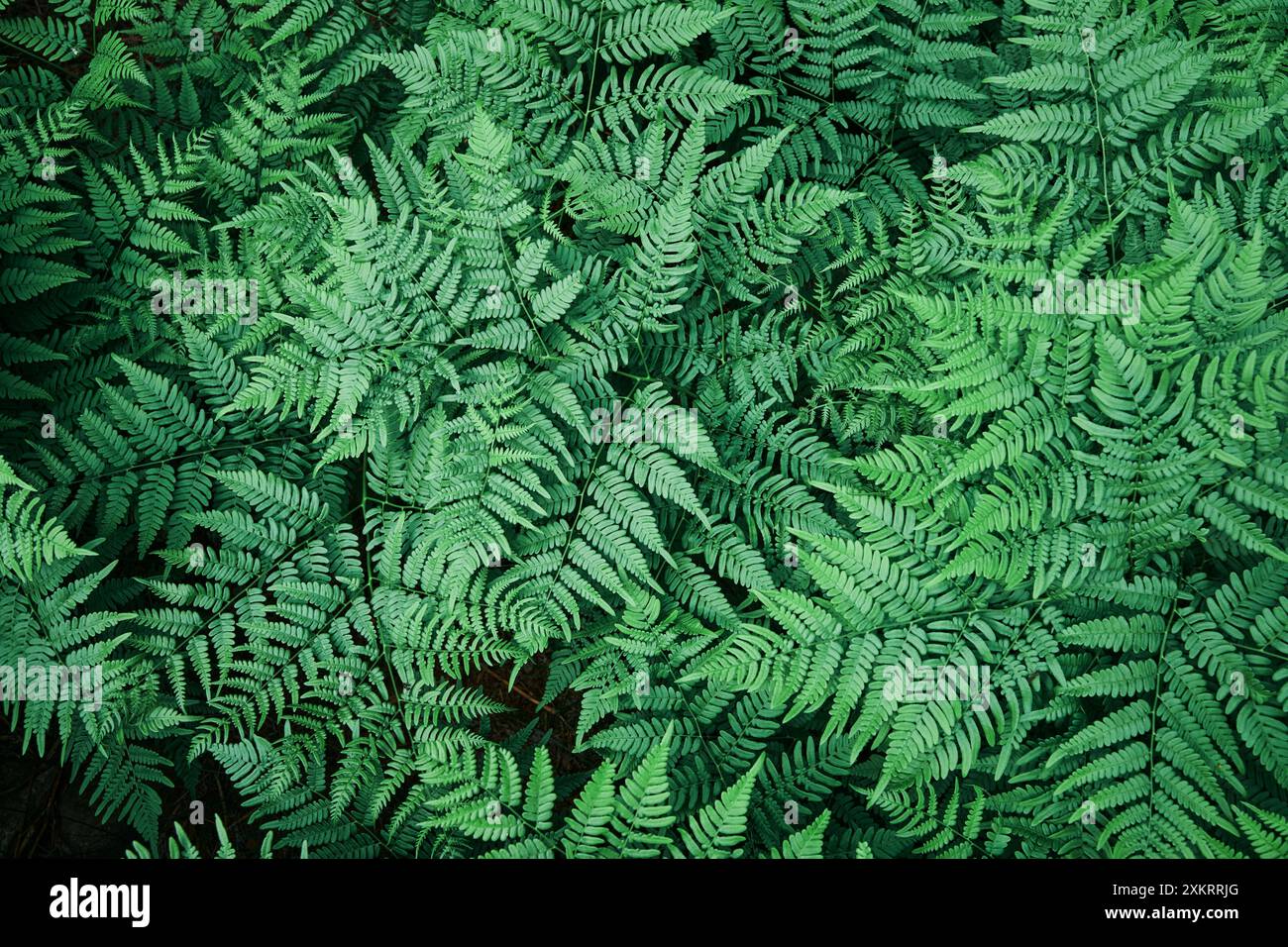 Fern backgrounds hi-res stock photography and images - Alamy