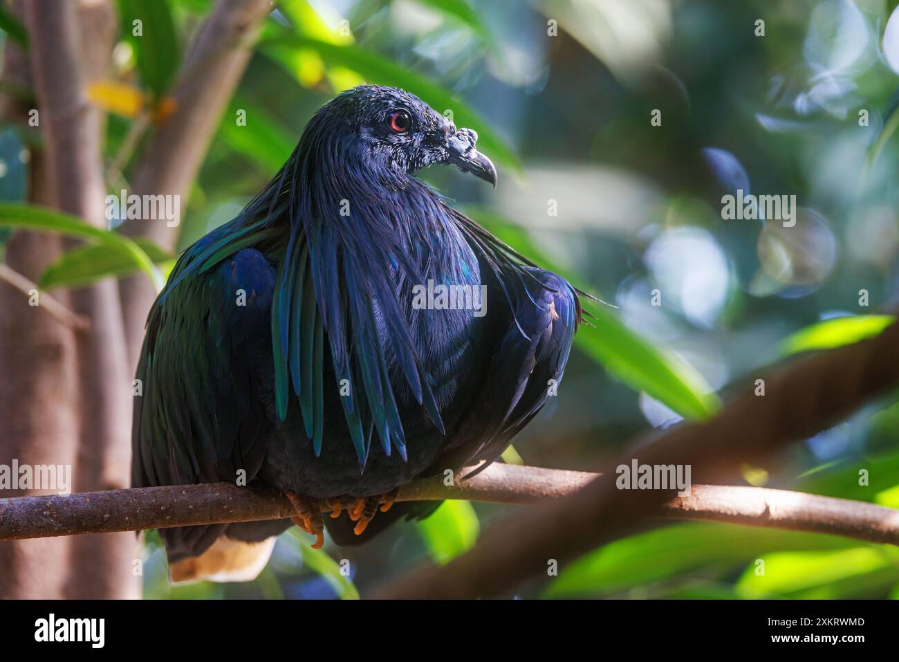 Nicobar pigeon, caloenas nicobarica, the only living member of the ...