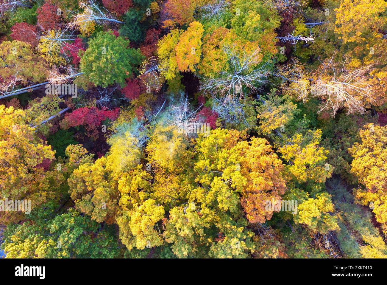 Tree canopy trees canopies hi-res stock photography and images - Alamy
