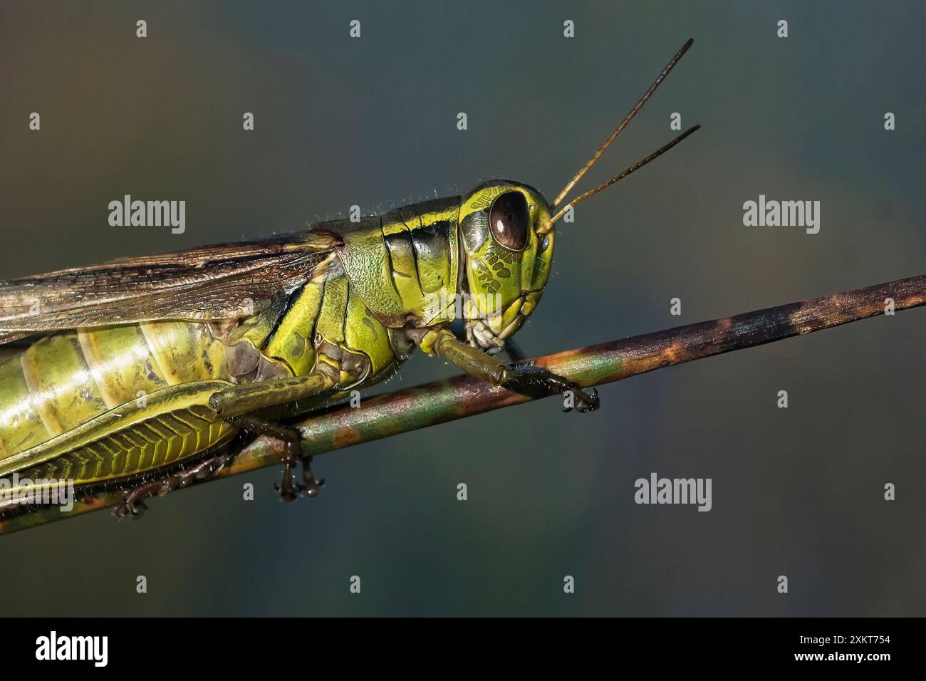 Grasshopper close-up Stock Photo