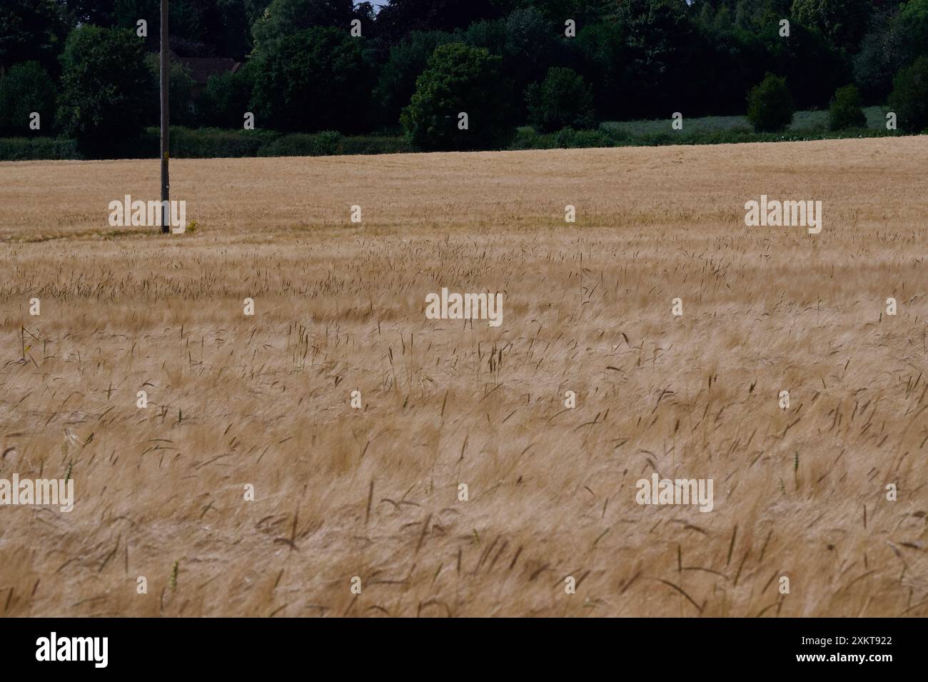 yellow wheat field in sunshine with telegraph pole and hedgerow in background Stock Photo