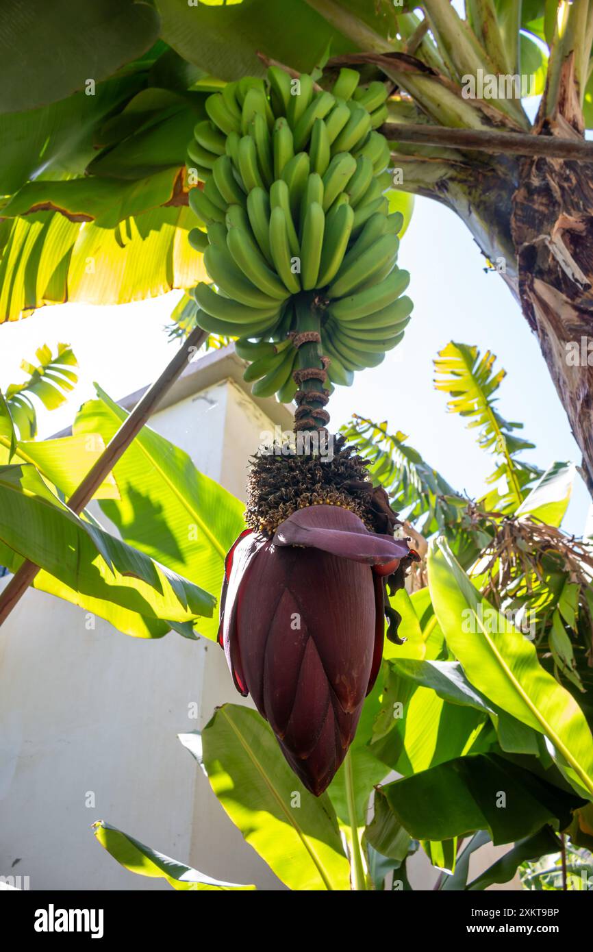 banana-tree-detail-in-a-tropical-environment-hi-res-stock-photography
