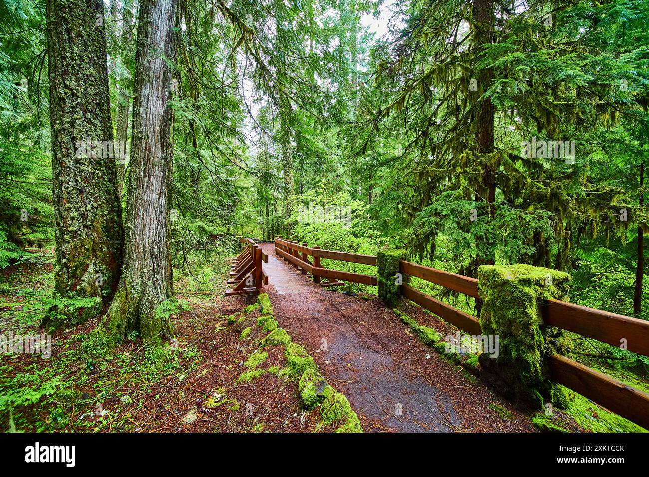 Lush Forest Trail with Rustic Wooden Railing in Oregon Forest ...