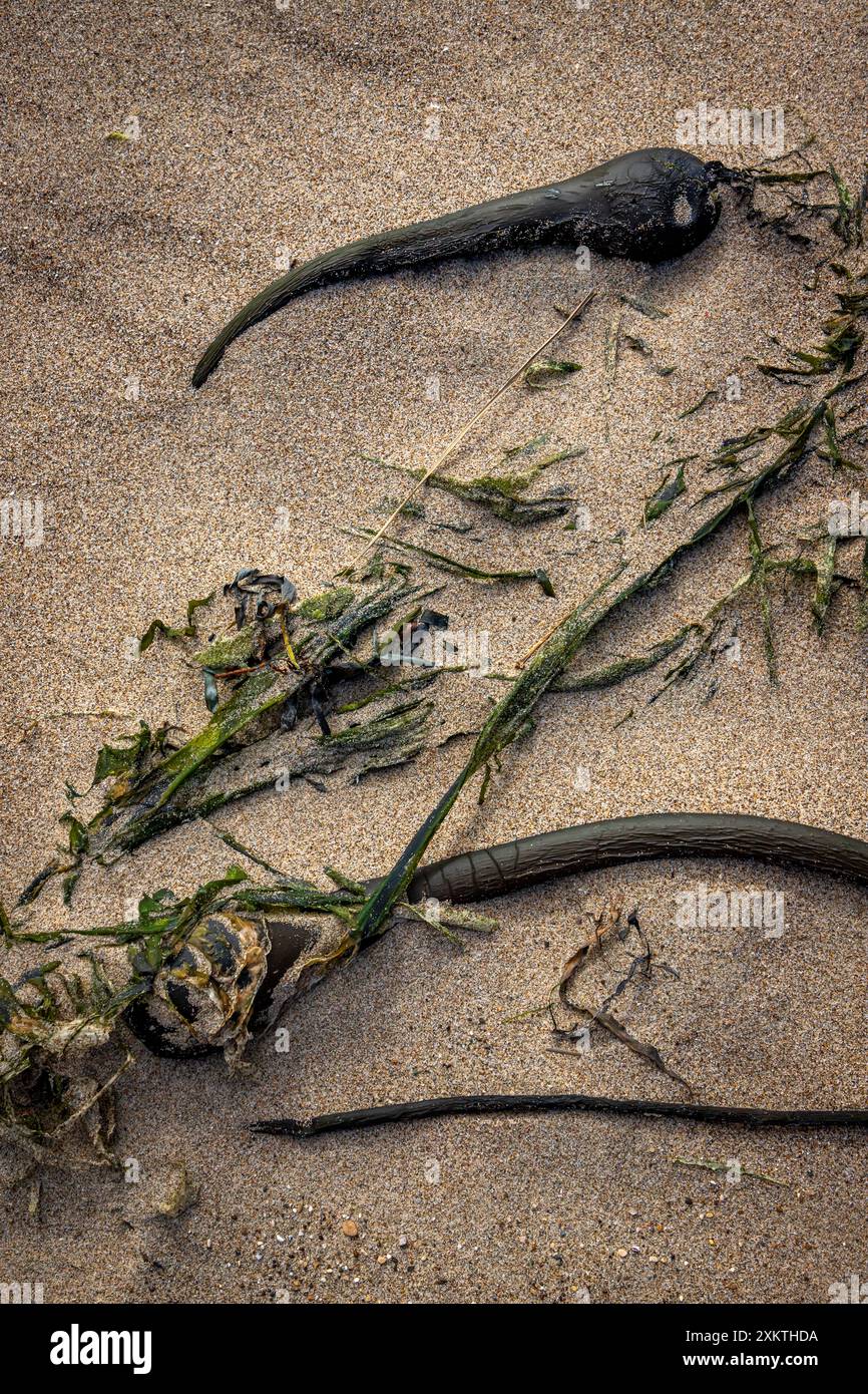 Limontour Beach along Point Reyes National Seashore in Marin County features a wide sandy beach, dunes, and a scenic Pacific Ocean view. - Stock Image