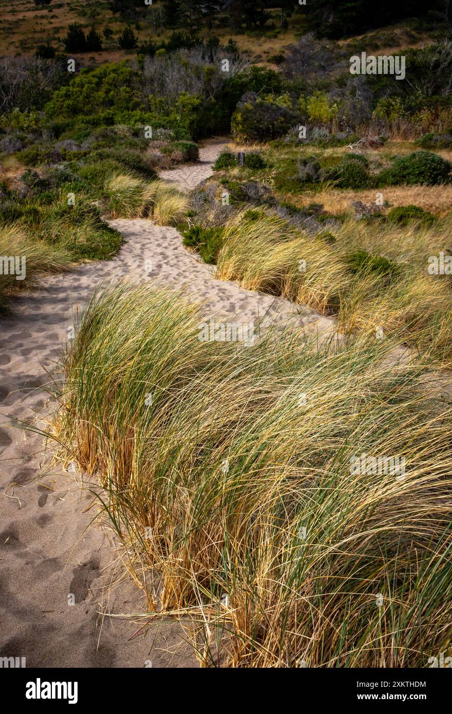 Limontour Beach along Point Reyes National Seashore in Marin County features a wide sandy beach, dunes, and a scenic Pacific Ocean view. - Stock Image