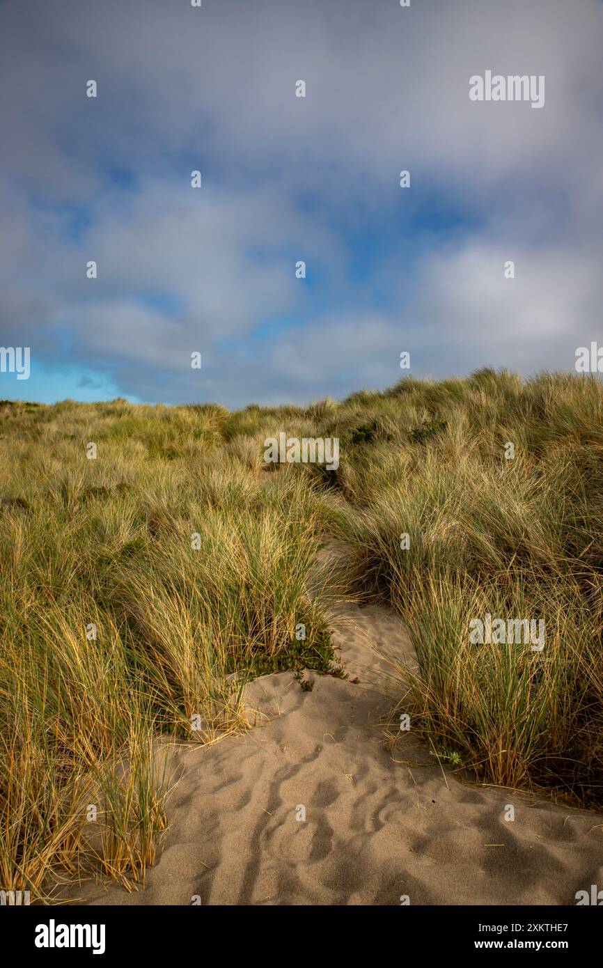 Limontour Beach along Point Reyes National Seashore in Marin County features a wide sandy beach, dunes, and a scenic Pacific Ocean view. - Stock Image