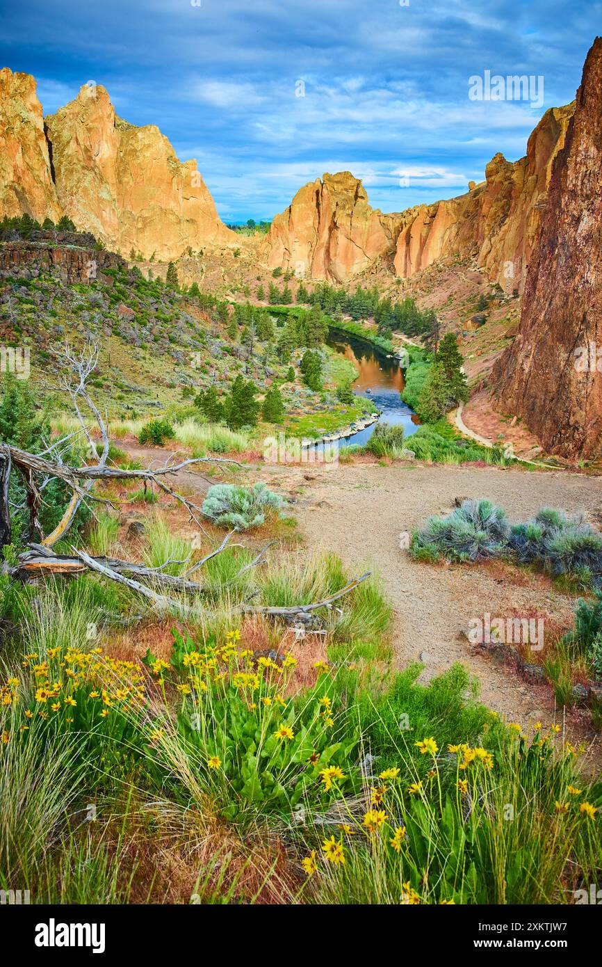 Aerial view yellow wildflowers hi-res stock photography and images - Alamy