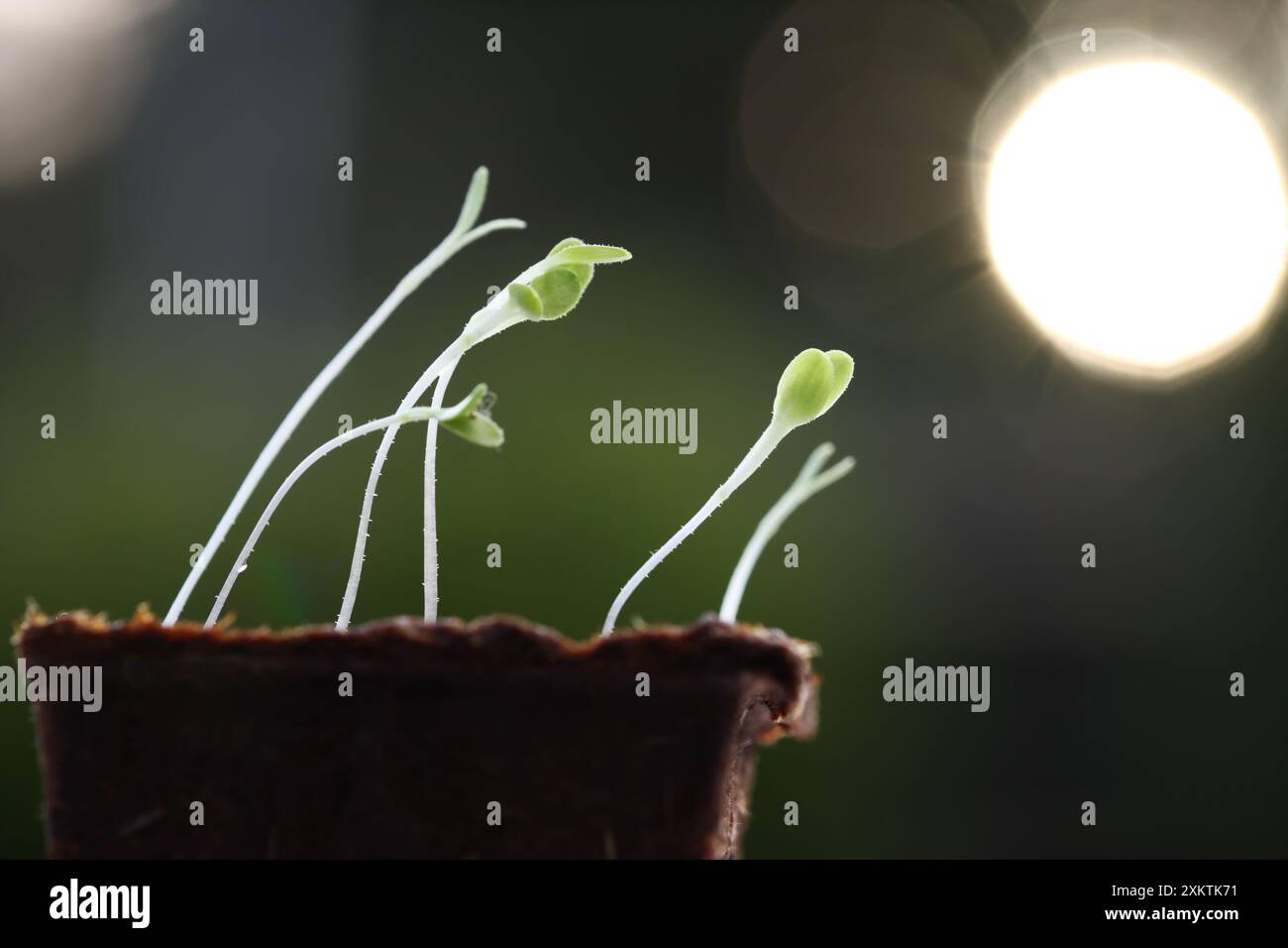 Sunlight plant photosynthesis hi-res stock photography and images - Alamy