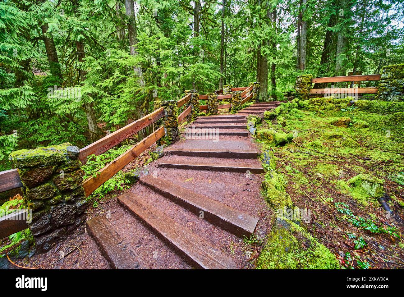Moss-Covered Forest Staircase in Oregon Viewed from Below Stock Photo