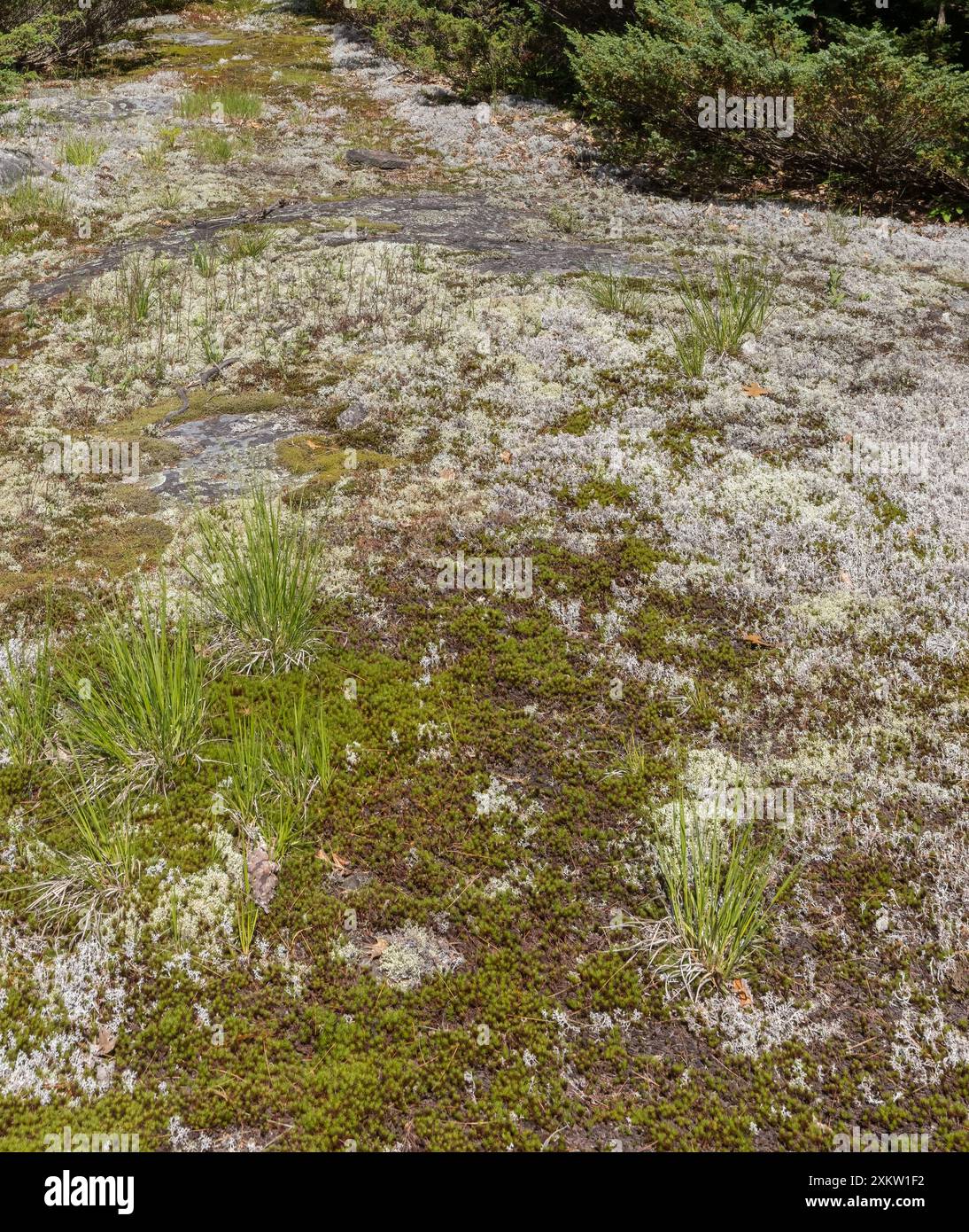 Diverse lichen vegetation and moss growing on Precambrian shield at Torrance Barrens nature preserve in Ontario Stock Photo