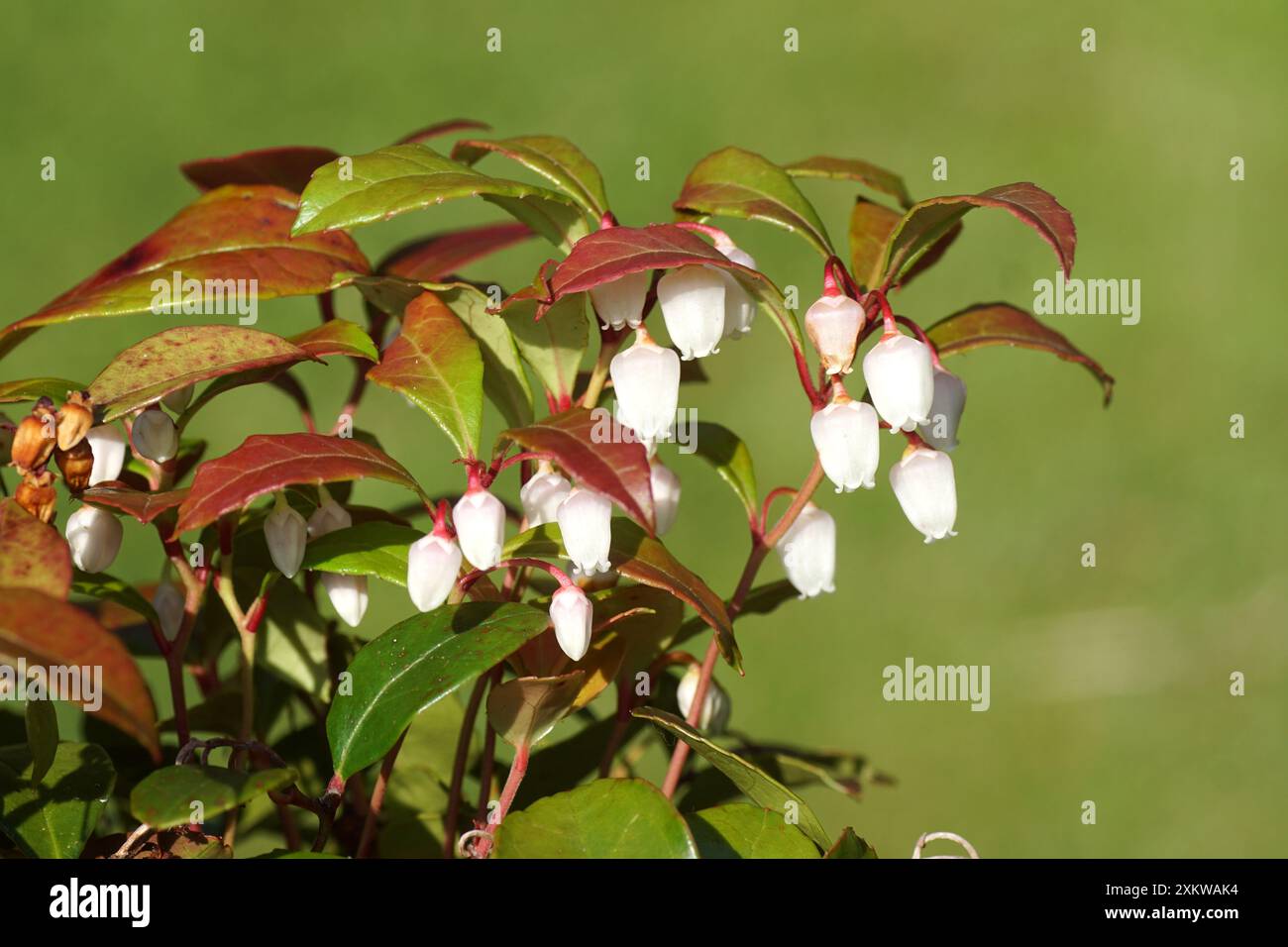 Teaberry hi-res stock photography and images - Alamy
