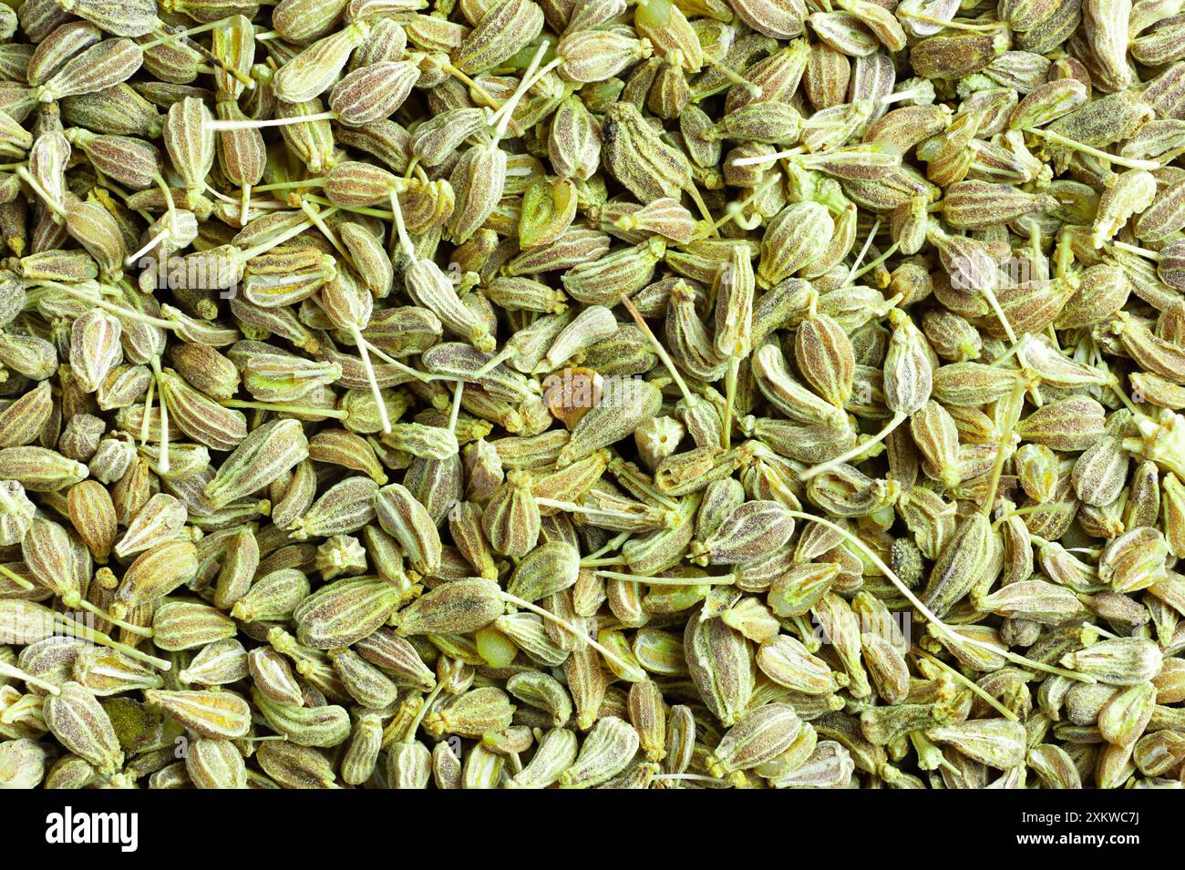 Macrophotography of many fennel seeds seen from the top Stock Photo