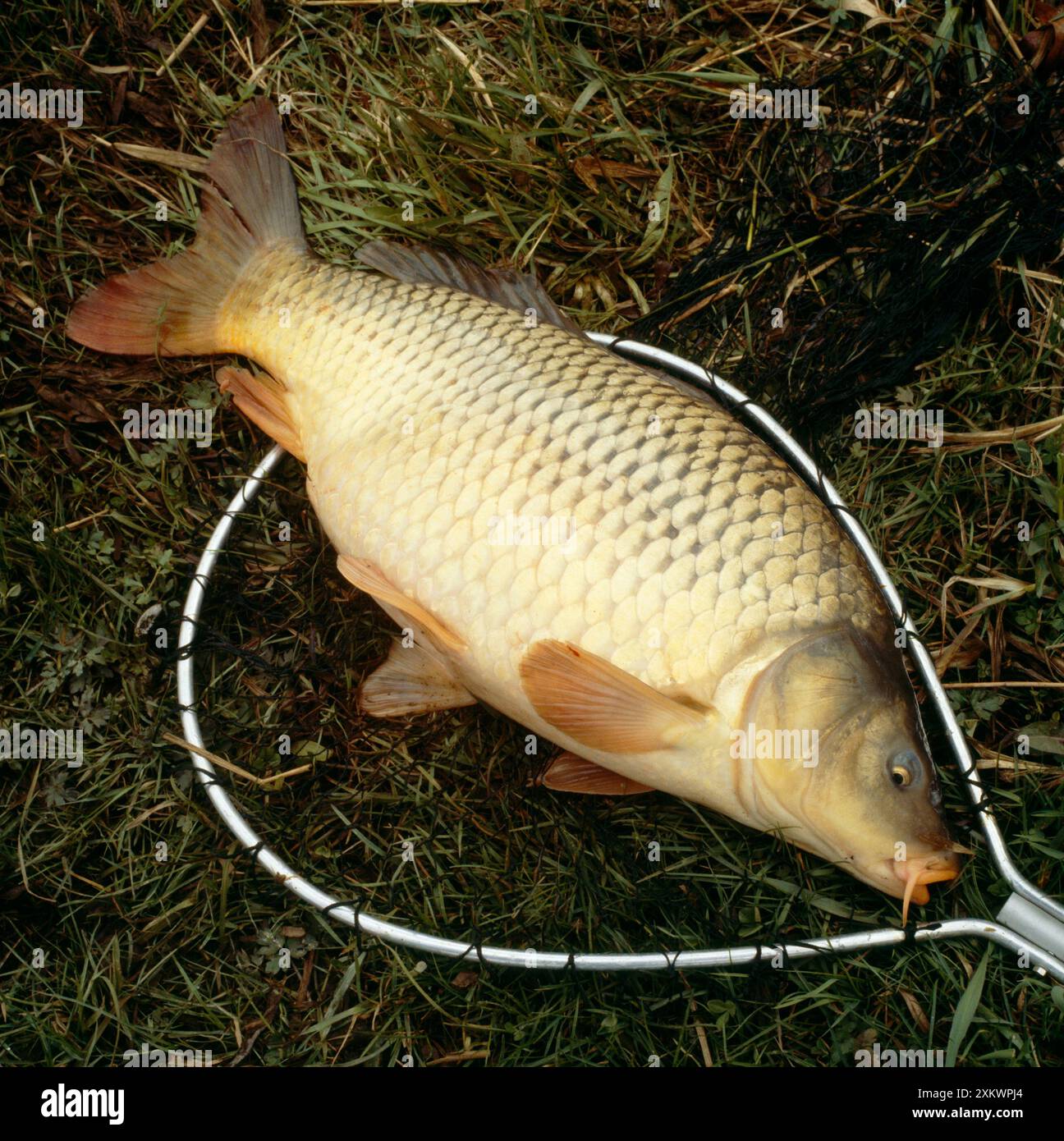 Nets on the ground hi-res stock photography and images - Alamy