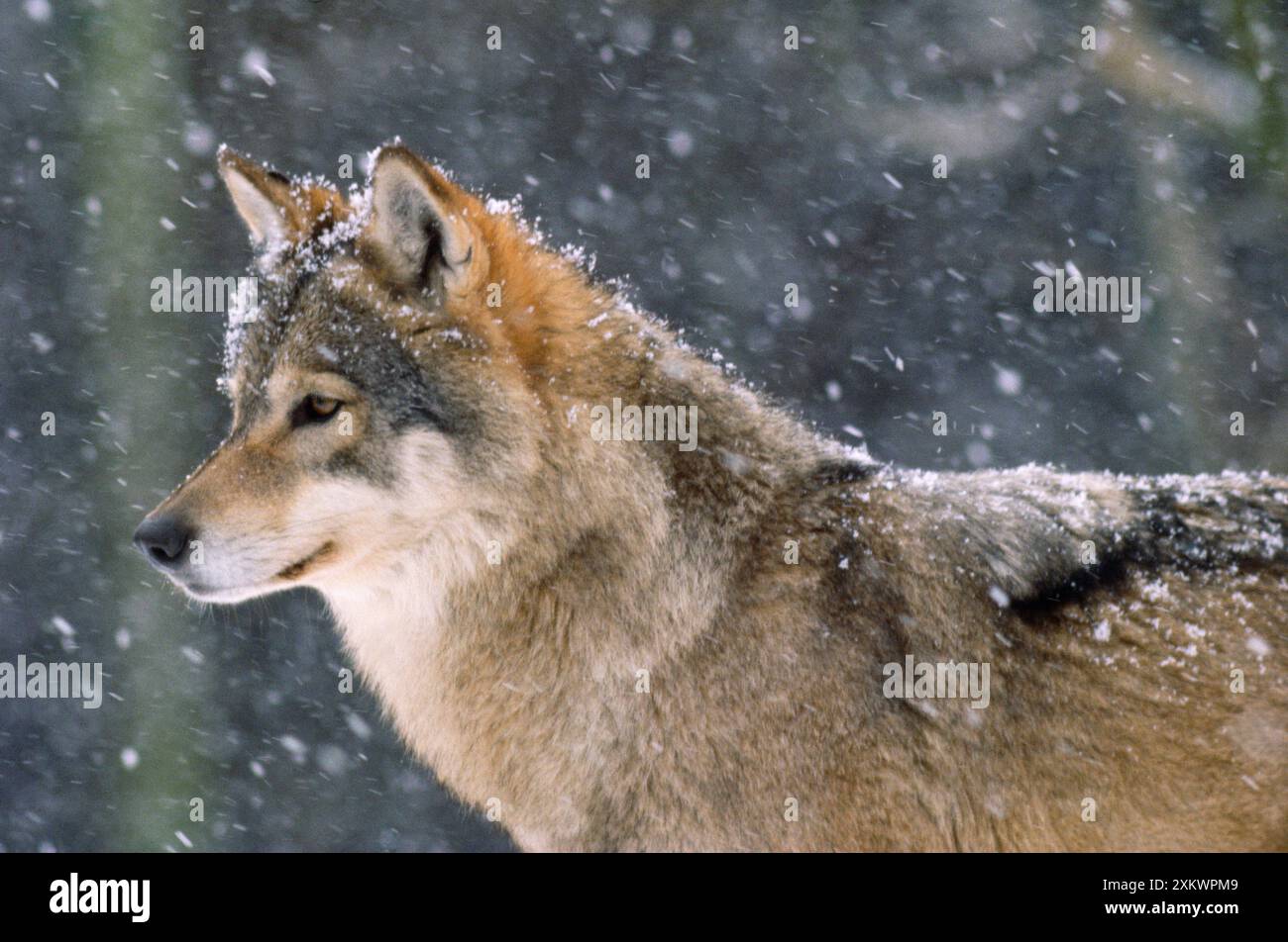 Grey wolf in close hi-res stock photography and images - Alamy