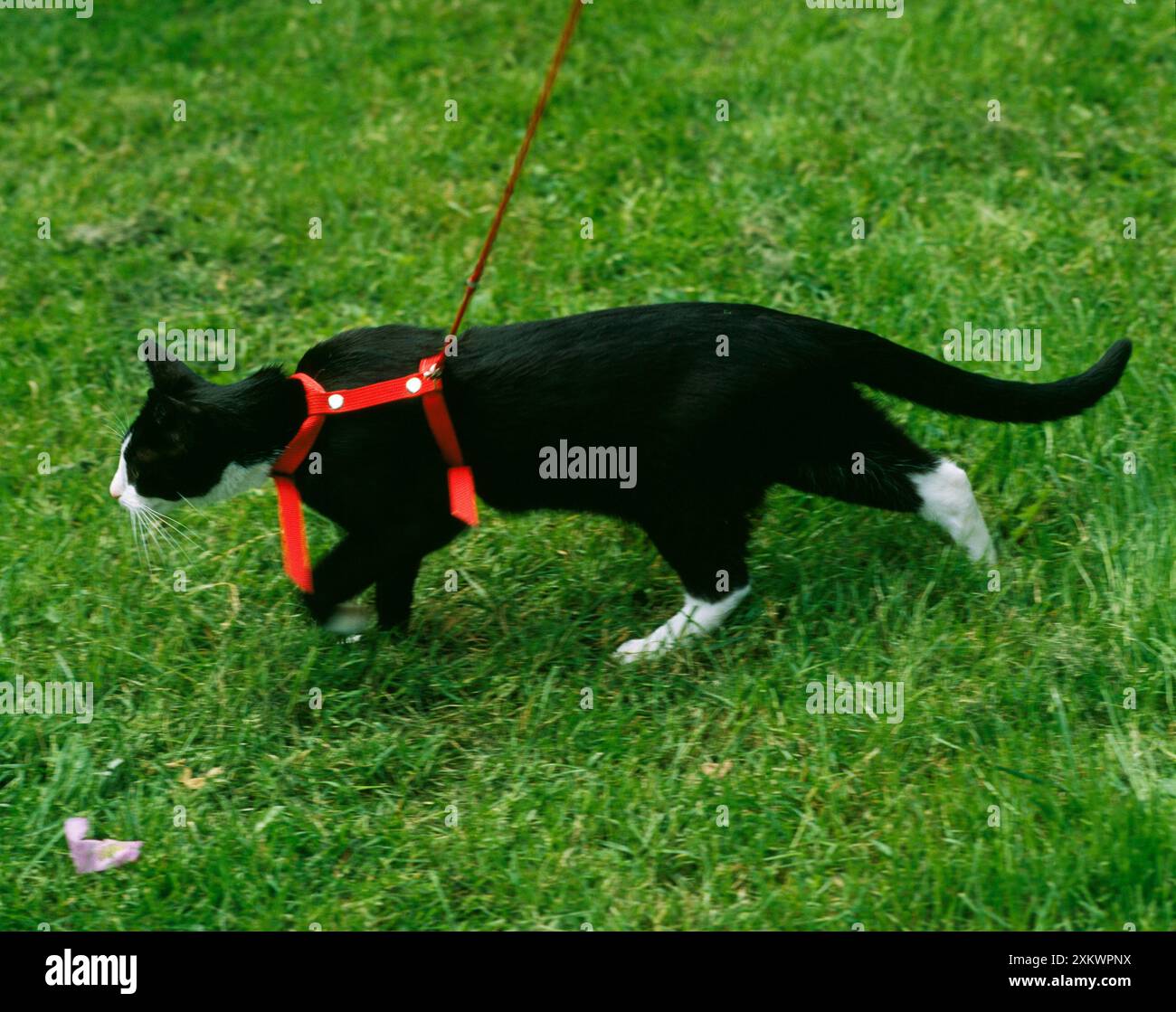 Cat with harness hi-res stock photography and images - Alamy