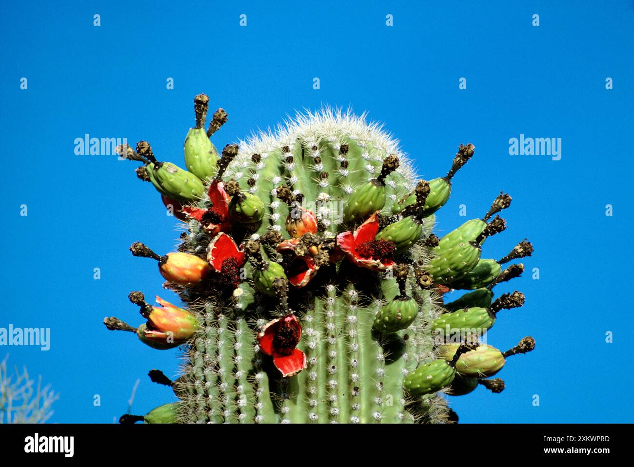 Saguaro fruit hi-res stock photography and images - Alamy