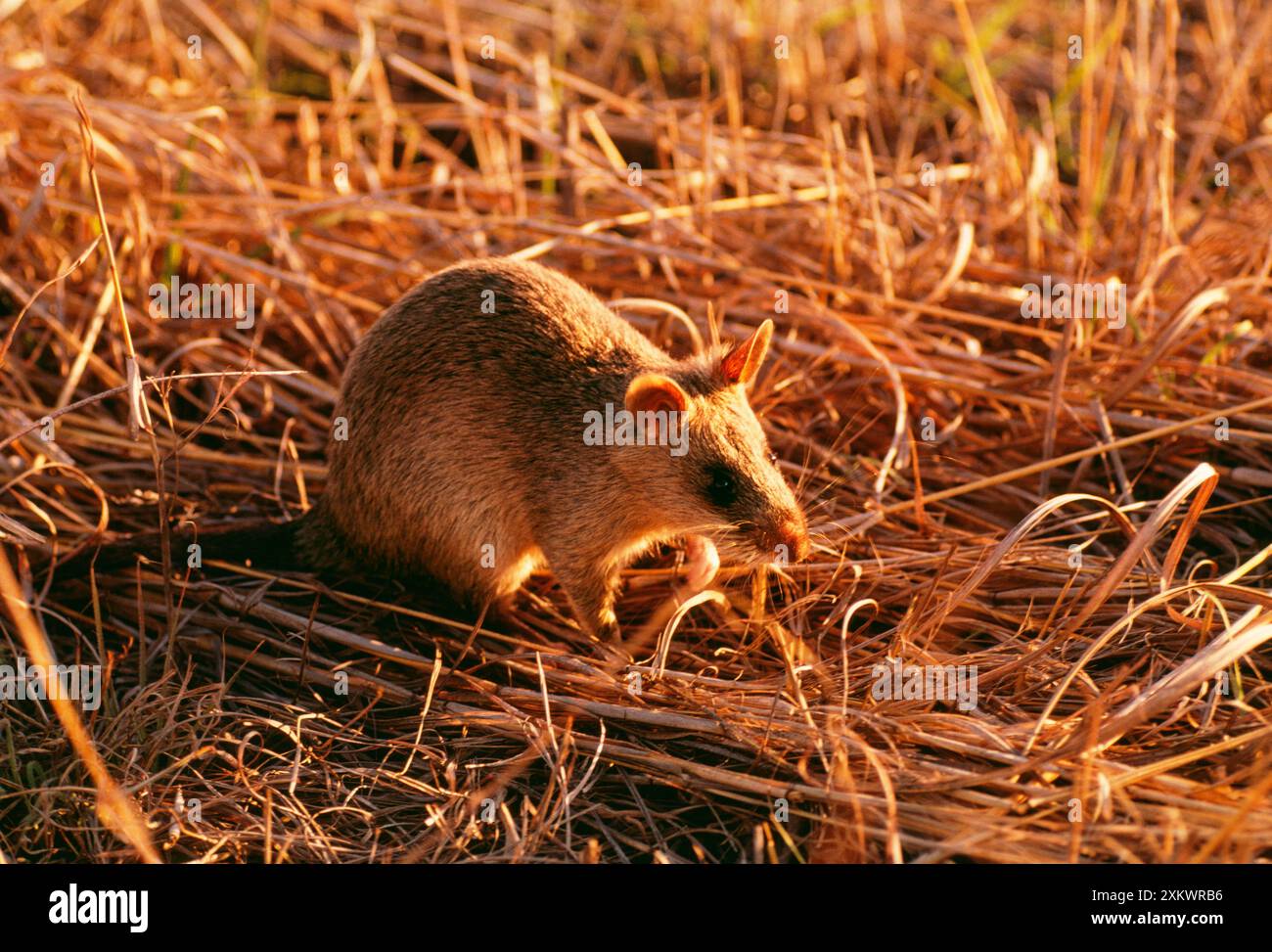 Giant Pouched Rat Stock Photo Alamy