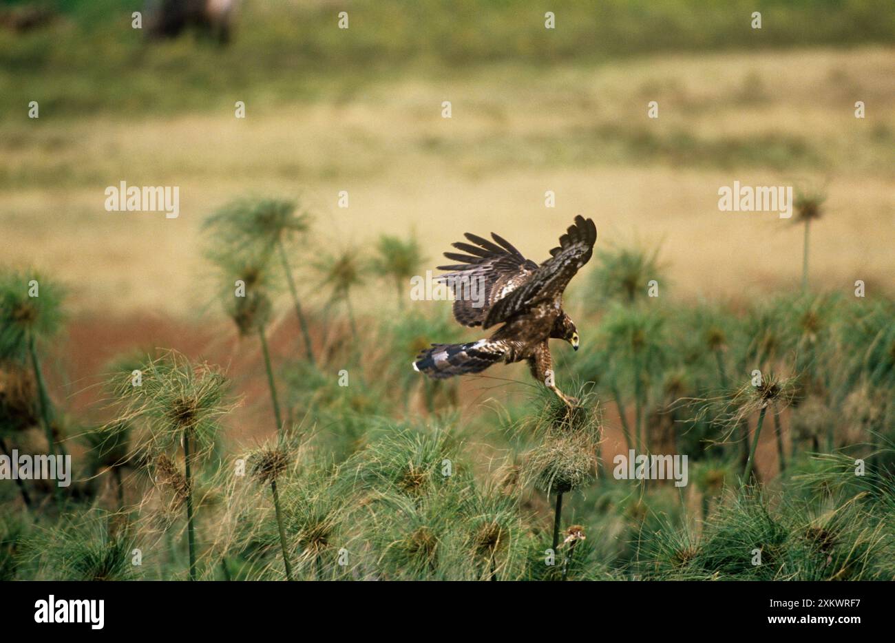 The african harrier hawk hi-res stock photography and images - Alamy
