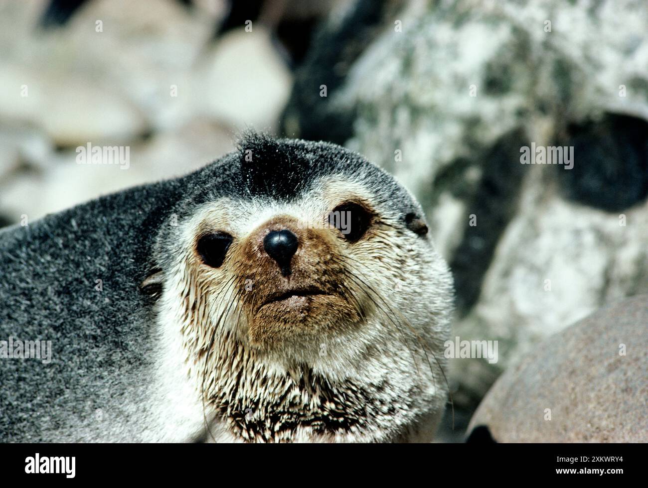 Amsterdam Animals Hi res Stock Photography And Images Alamy amsterdam-animals-hi-res-stock-photography-and-images-alamy