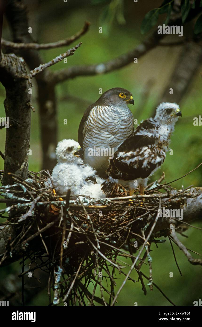 little-sparrowhawk-with-chicks-at-nest-stock-photo-alamy