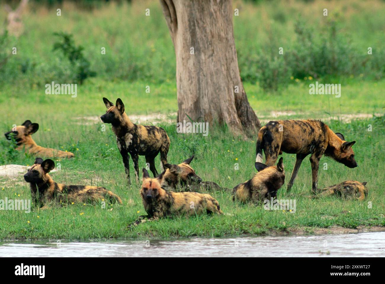 Wild African Hunting Dogs Stock Photo Alamy