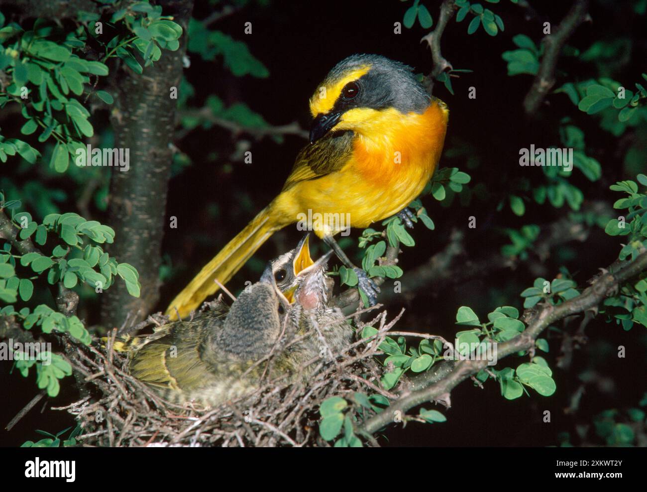 orange-breasted-bush-shrike-adult-at-nest-with-young-stock-photo-alamy