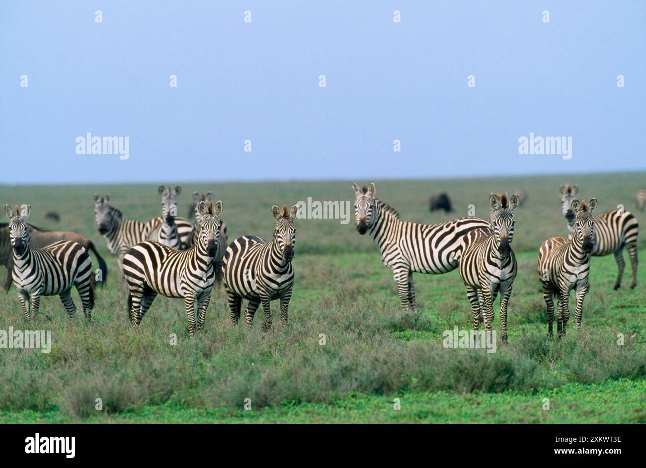Burchell's / Common / Plains Zebra Stock Photo - Alamy