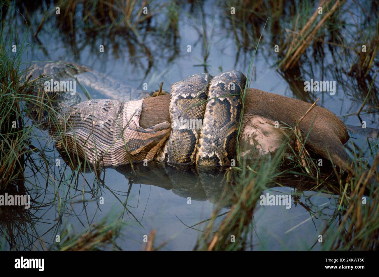 Python killing prey hi-res stock photography and images - Alamy