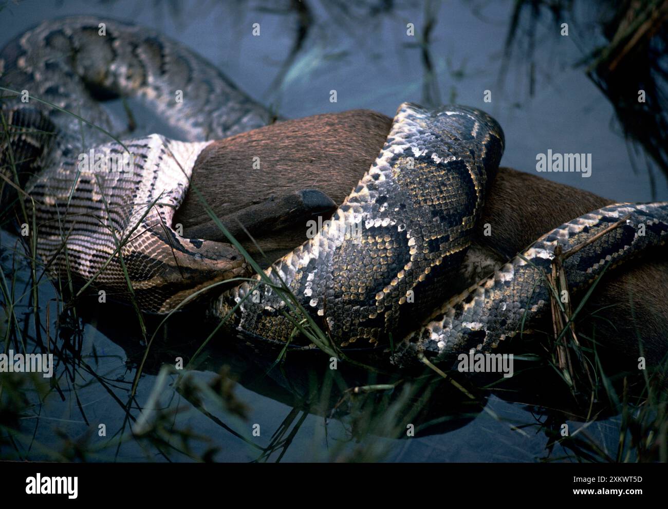 Python killing prey hi-res stock photography and images - Alamy