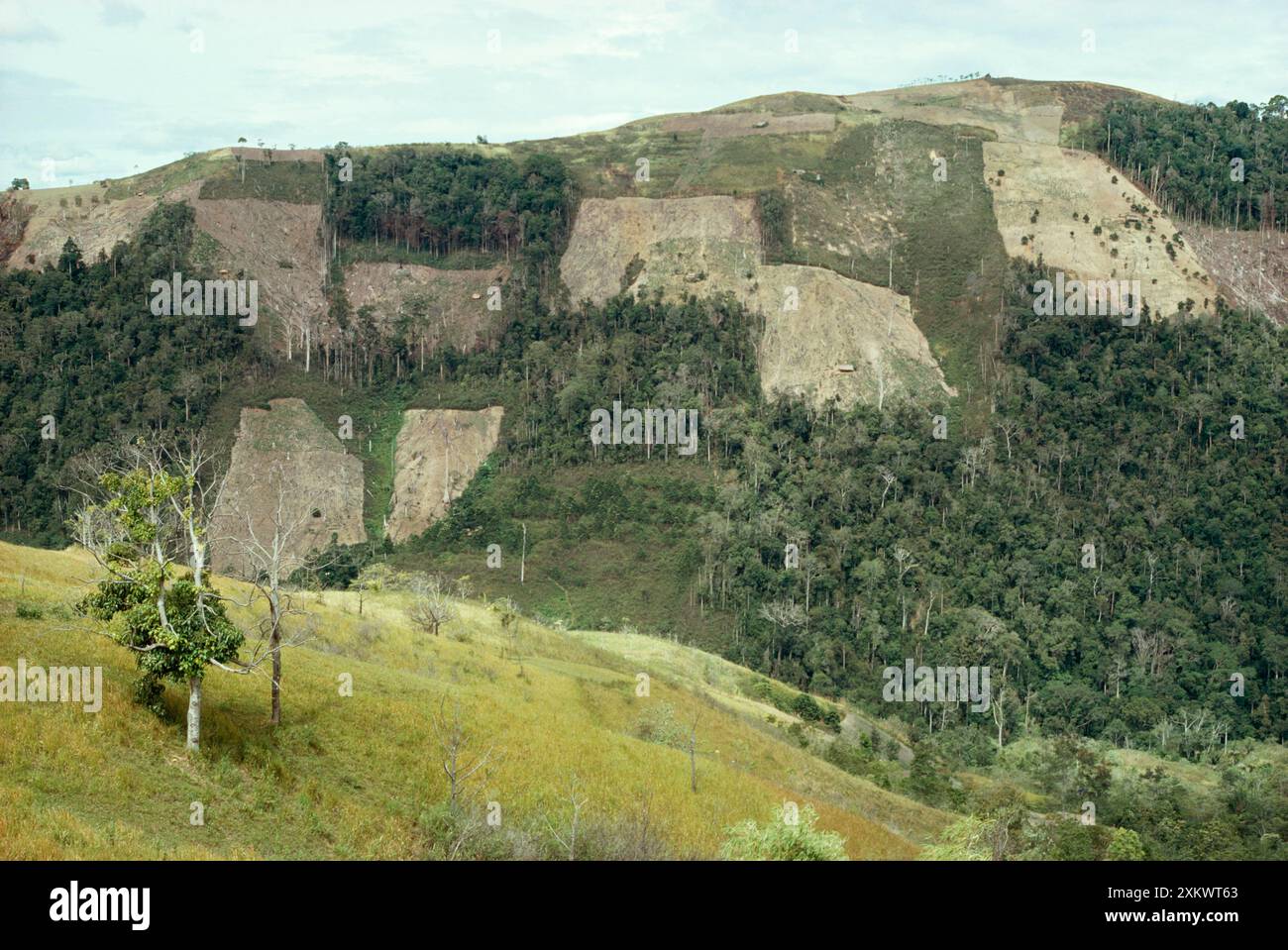 DEFORESTATION Stock Photo