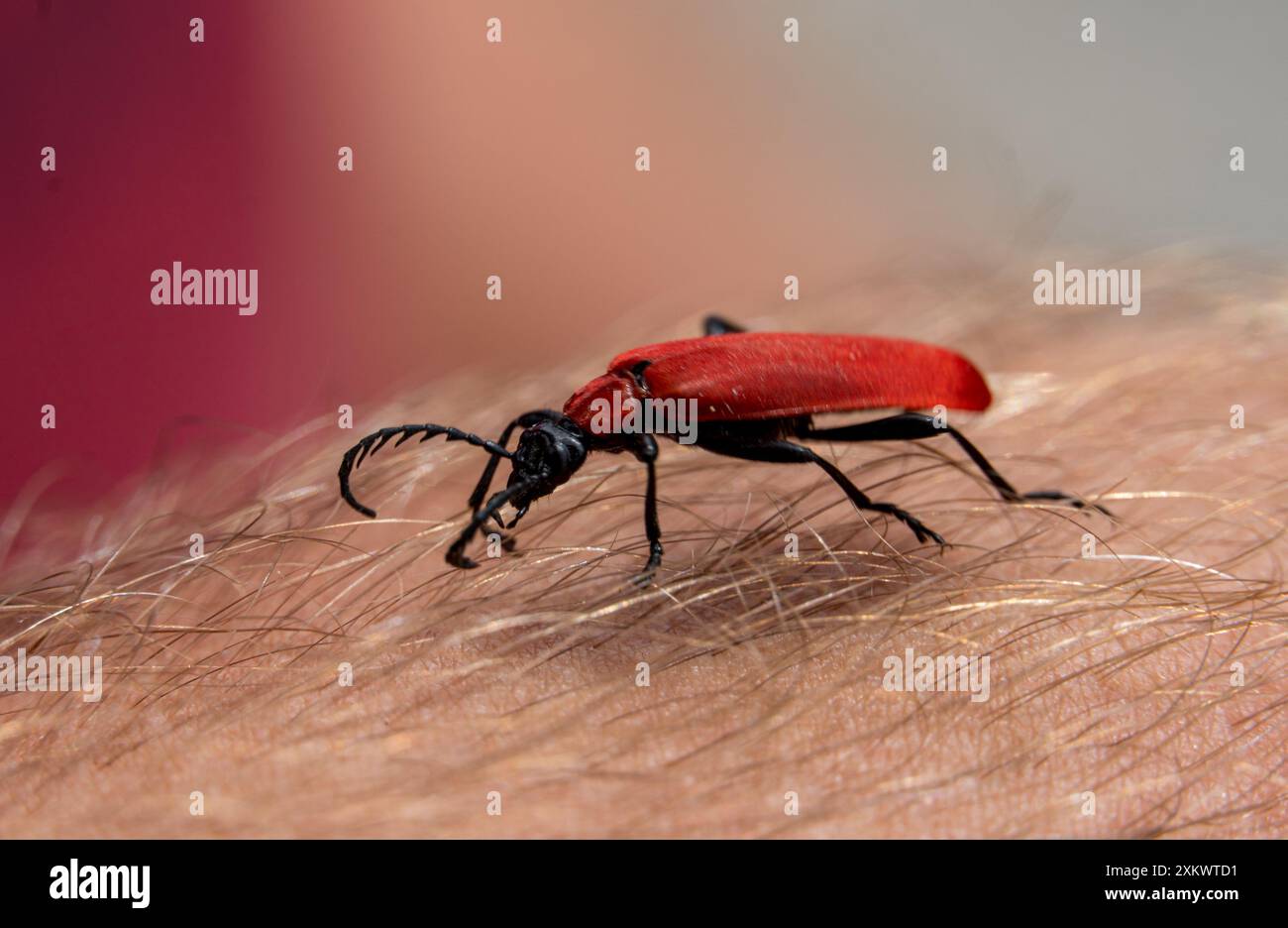 Red and black insect on human skin Stock Photo - Alamy