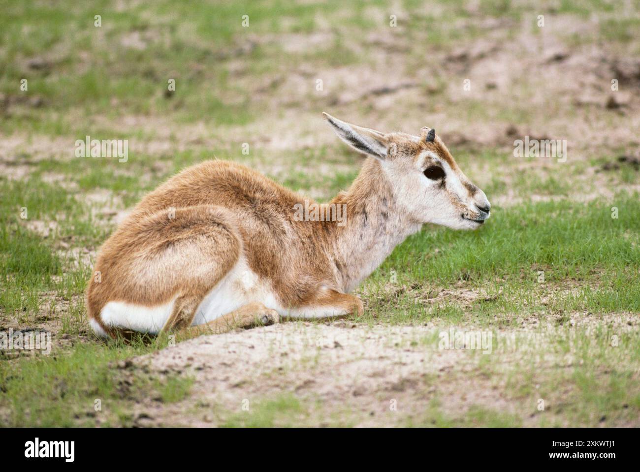 Rheem gazelle hi-res stock photography and images - Alamy