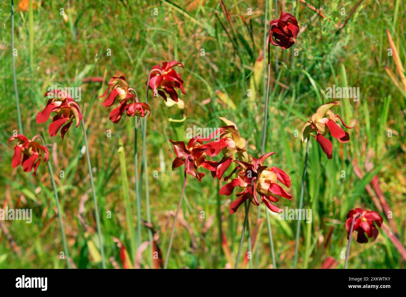 SWEET PITCHER PLANT Stock Photo - Alamy