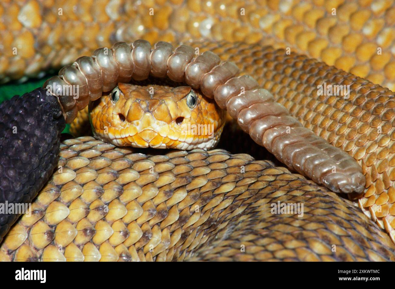 Mexican West Coast Diamondback Rattlesnake Stock Photo