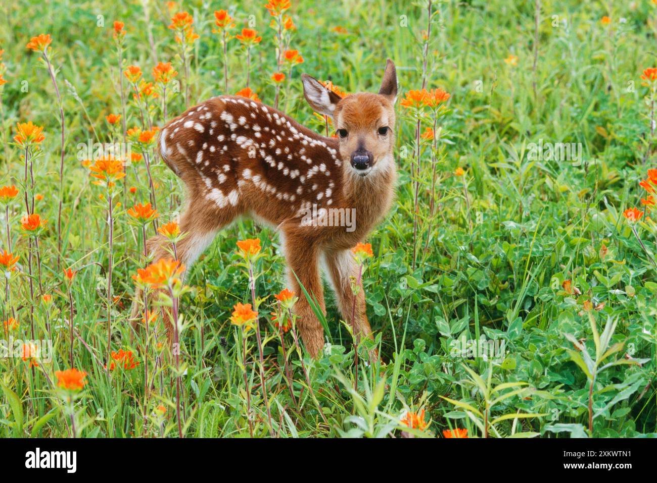 White-tailed Deer - Fawn in Orange Paintbrush wild Stock Photo