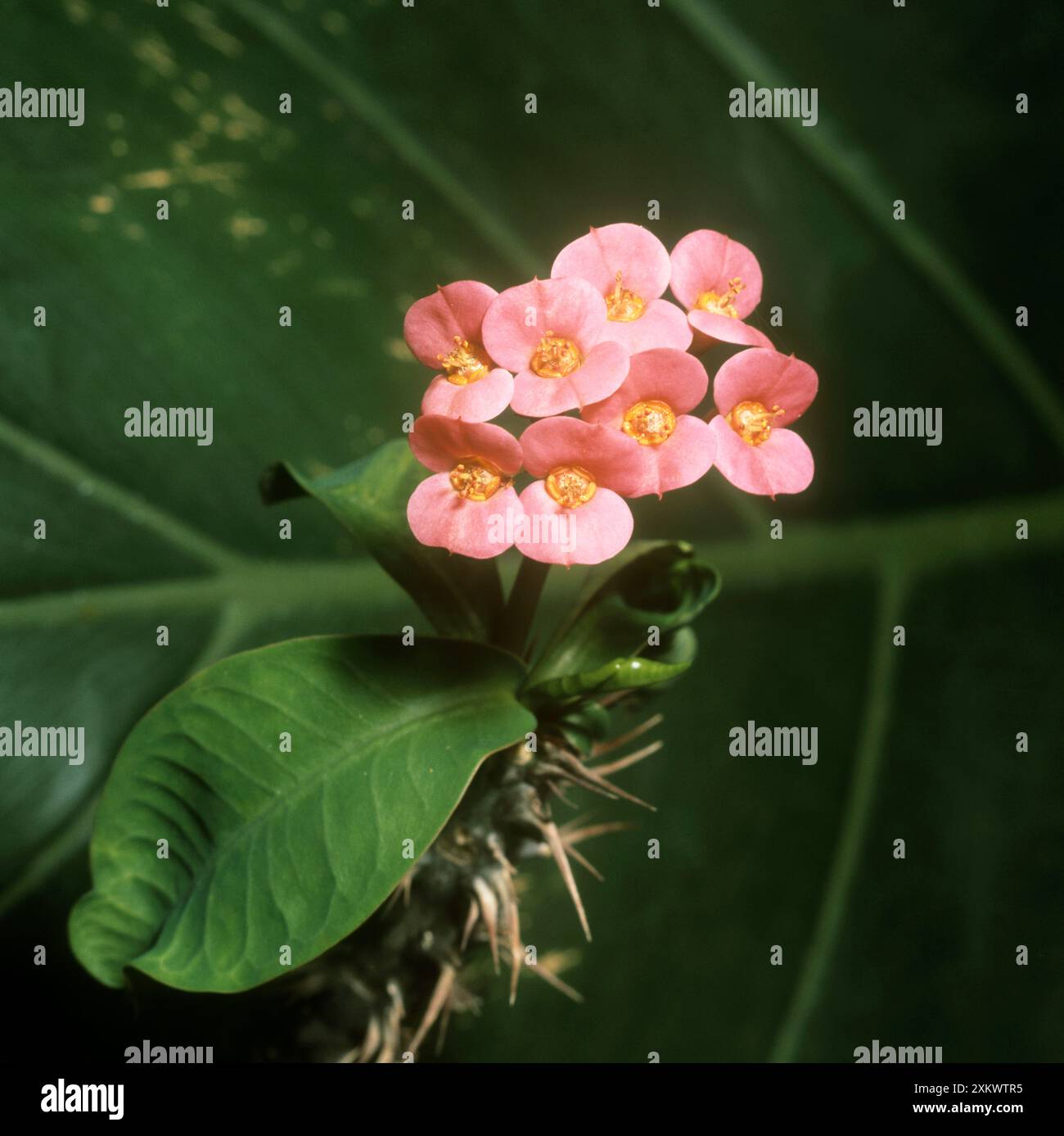 Crown thorns hi-res stock photography and images - Alamy