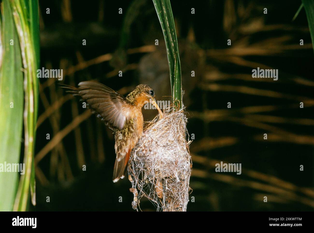 Nesting Rufous Hummingbird Hummingbird nests hi-res stock photography and images - Alamy