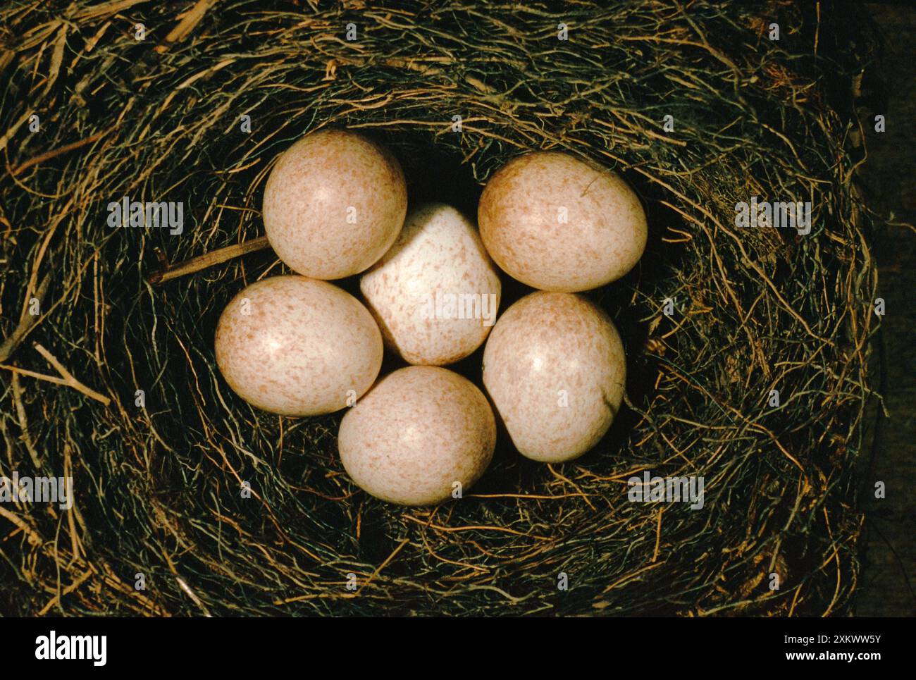 ROBIN EGGS - in nest Stock Photo - Alamy