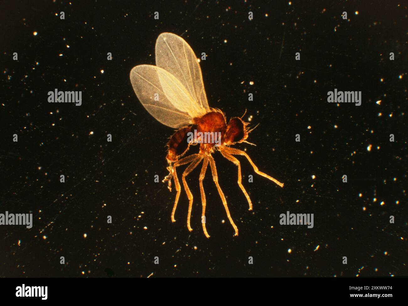 Holly leaf miner stock photo alamy
