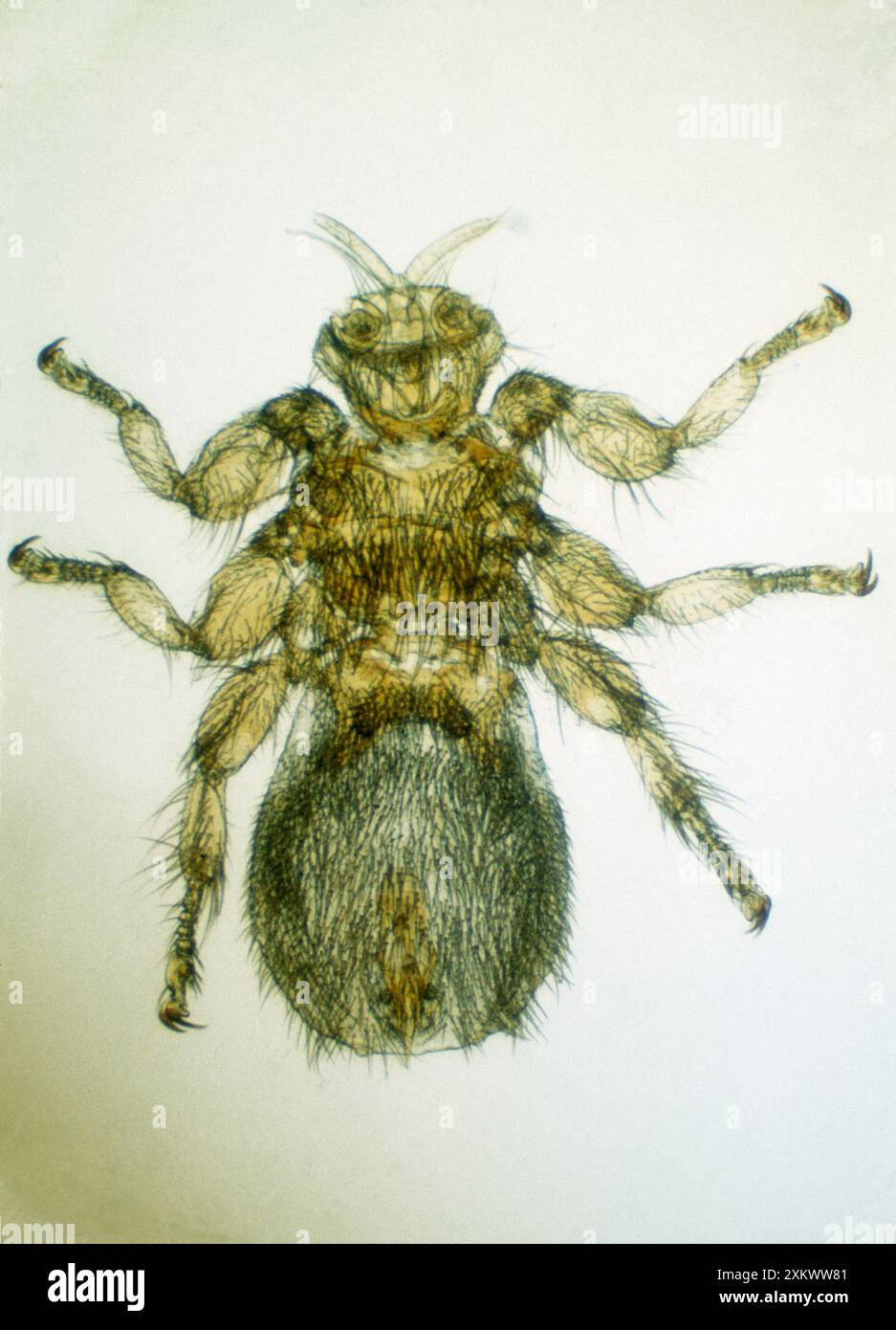 INSECTS - Sheep Ked / Sheep Tick Stock Photo - Alamy