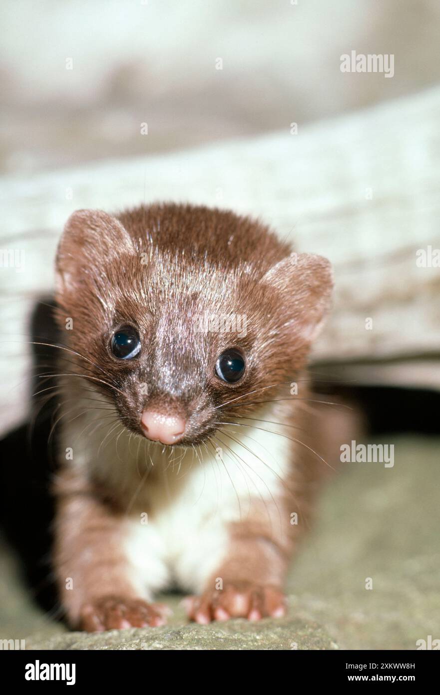 Long tailed weasel hi-res stock photography and images - Alamy