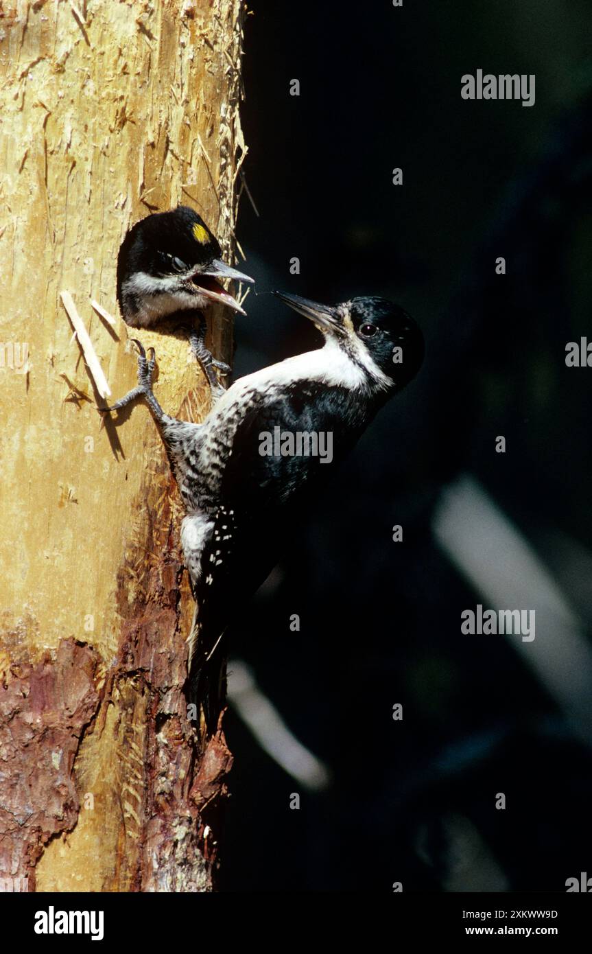 BLACK-BACKED WOODPECKER - FEEDS CHICKS Stock Photo