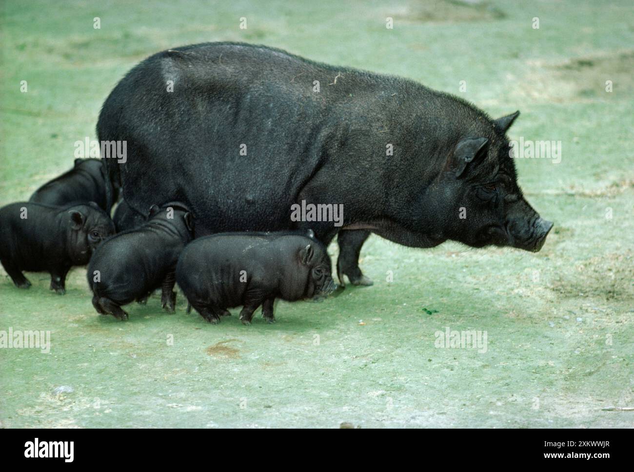 PIG - black Vietnamese Pot-Bellied pig Stock Photo