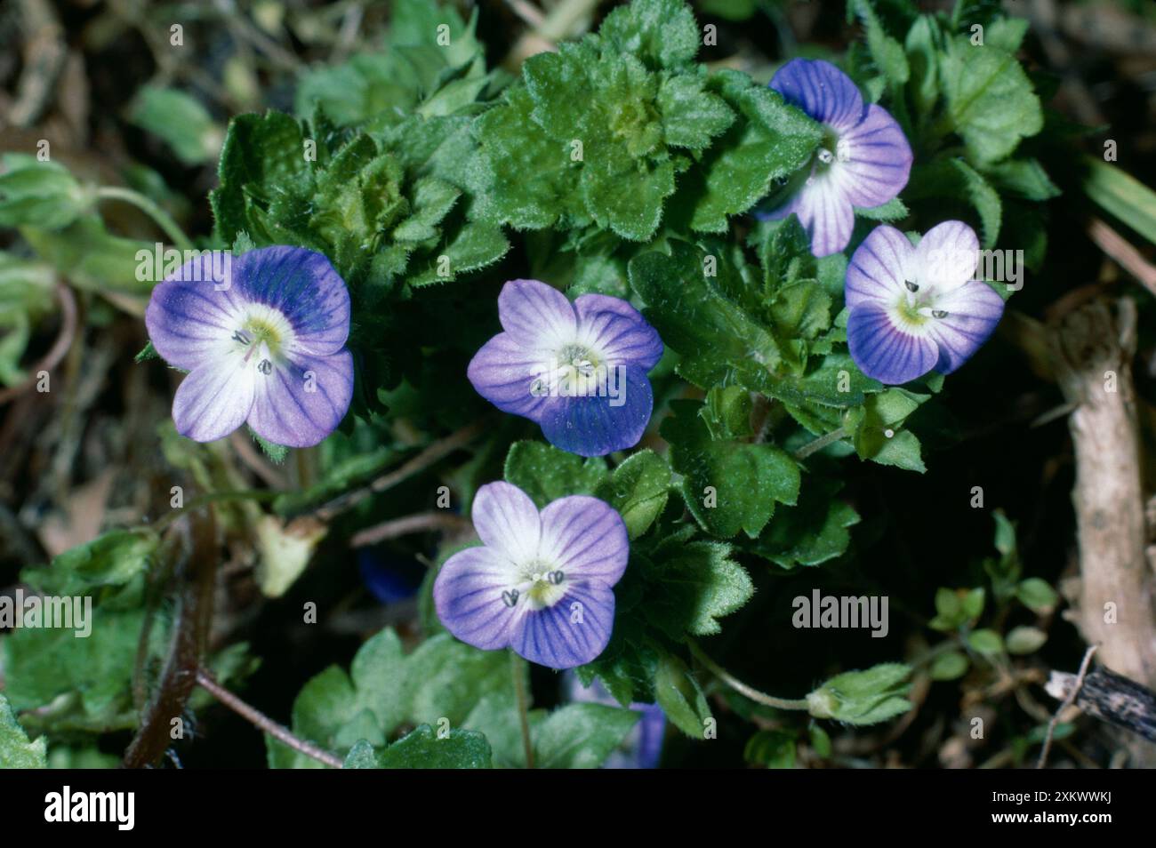 Common Field Speedwell Stock Photo - Alamy