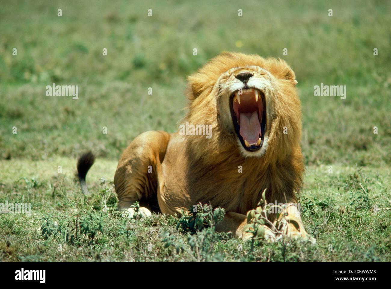 LION - single male roaring Stock Photo