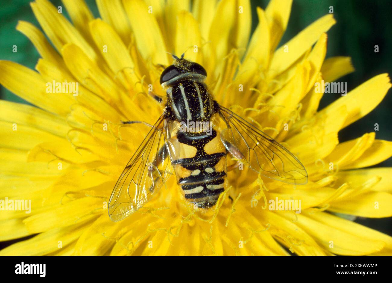 The sunfly hi-res stock photography and images - Alamy